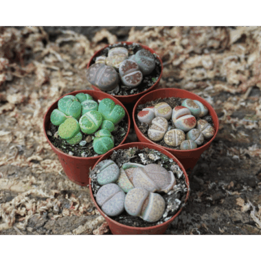 Lithops Mix