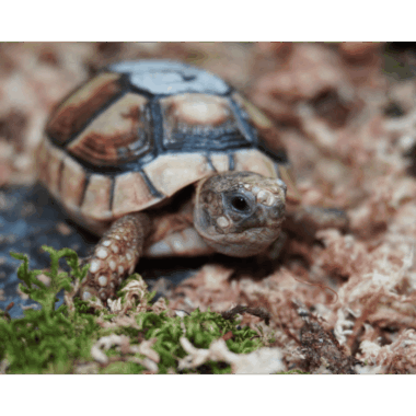 Breitrandschildkröten mit microchip für Cites