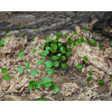 Muehlenbeckia complexa