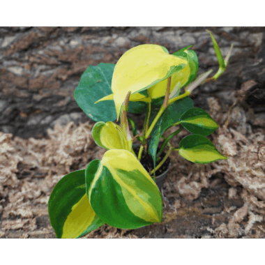 Philodendron scandens 'Brasil'