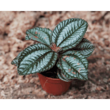 • Strukturierte, stark geaderte Blätter • Frisches Mittel- bis Dunkelgrün mit dekorativer Blatttextur • Kompakter, dichter Wuchs • Ideal für Vordergrund und kleinere Terrarien • Sehr dekorative Blattschmuckpflanze • Gut kombinierbar mit Moosen und kleinbleibenden Tropenpflanzen