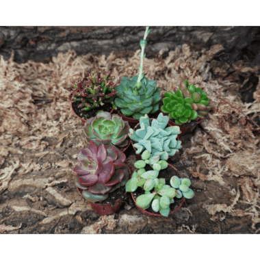 Sukkulenten mix etwas besondererer Arten