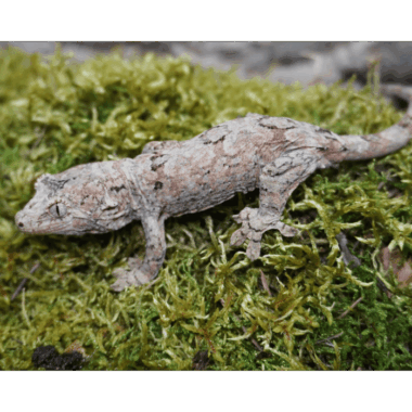 Minaro Flechtengecko (Chahoua) (♀) Mainland