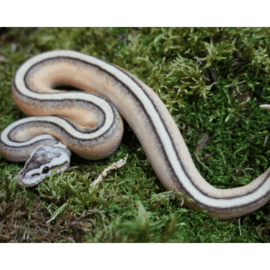 Wunderschöne Königspython