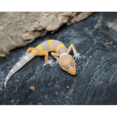 Tremper