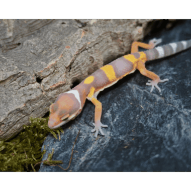 Leopardgecko Baby
