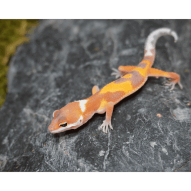 Baby Gecko Morph