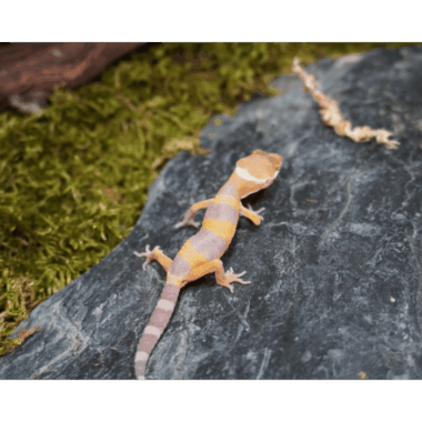 Tremper morph baby