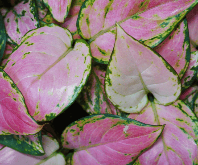 Aglaonema 'Red Valentine'
