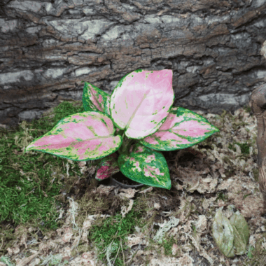 Rosa Kolbenfaden, eine tolle Terrarienpflanze für Tropische Terrarien