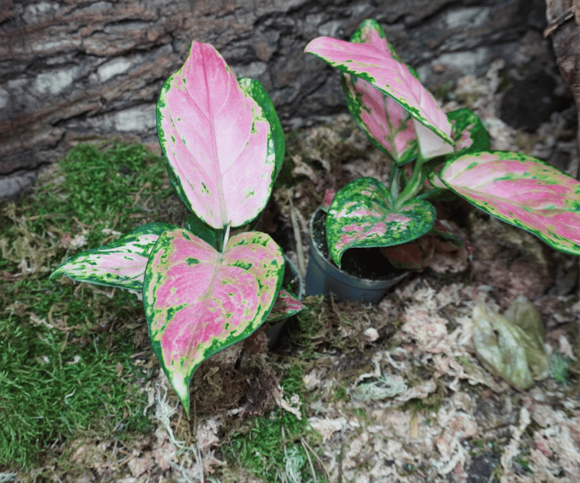 Aglaonema 'Red Valentine' 2