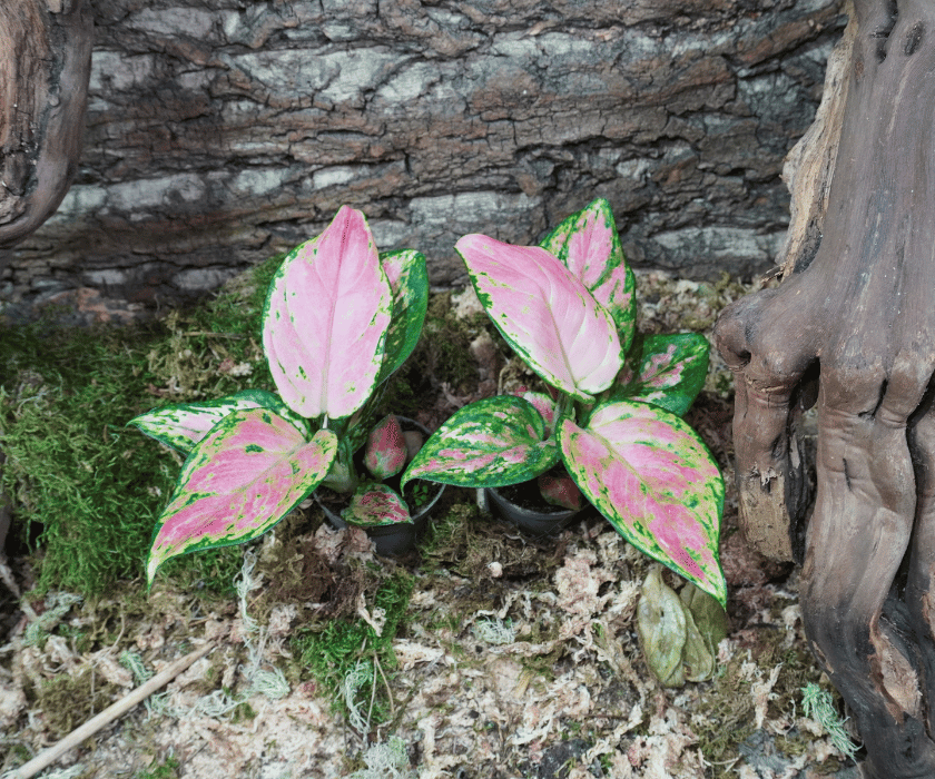 Aglaonema 'Red Valentine' 3