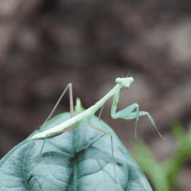Muta - Eine Mantis art aus Kamerun