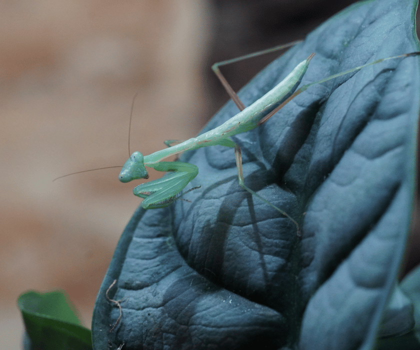Alalomantis Muta 1.1
