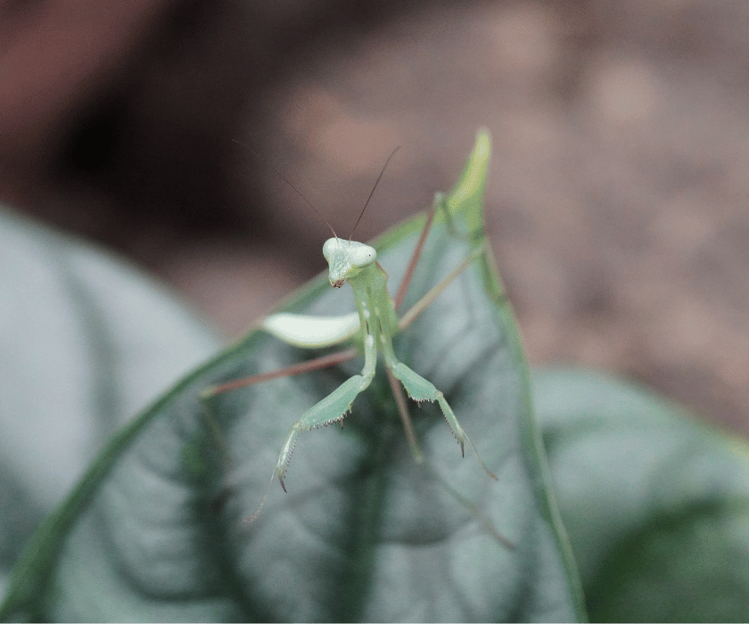 Alalomantis Muta