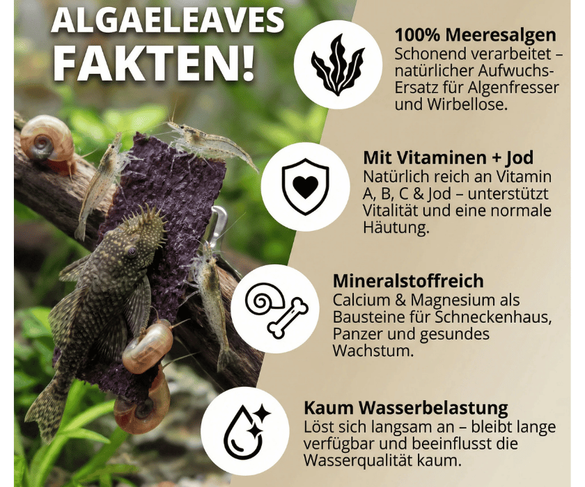 Algae Leaves1.1