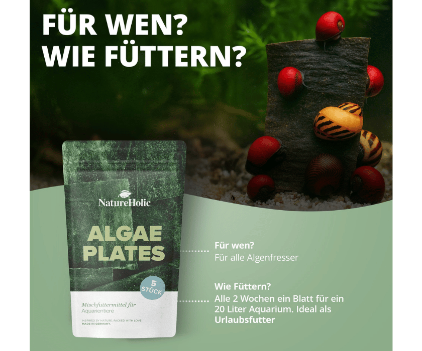 Algae Plate1.2