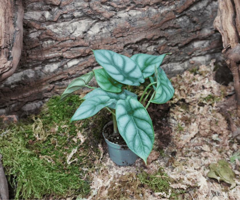 Alocasia 'Silver Dragon'1
