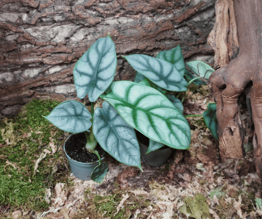 Alocasia 'Silver Dragon'2