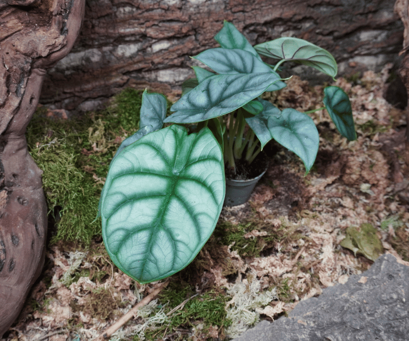 Alocasia 'Silver Dragon'3