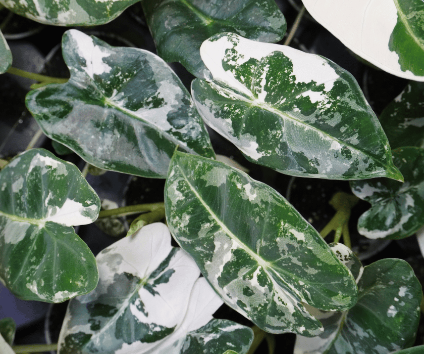 Alocasia micholitziana 'Frydek Variegata'