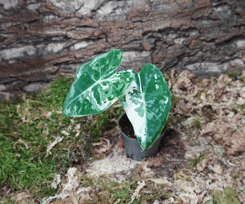 Alocasia micholitziana 'Frydek Variegata' 1