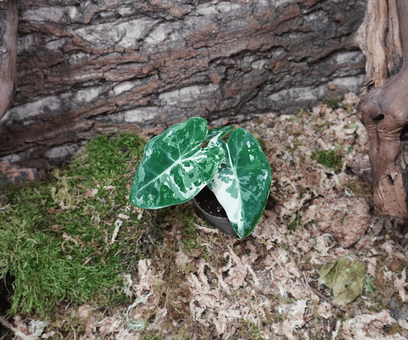 Alocasia micholitziana 'Frydek Variegata' 2