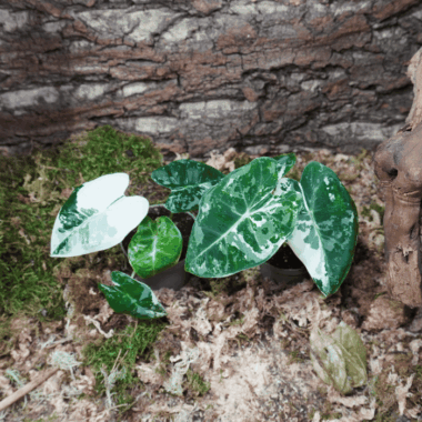 Vareigart Alocasia Wunderschöne weiße Panaschierung a