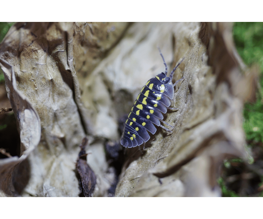 Armadillidium Gestroi 2