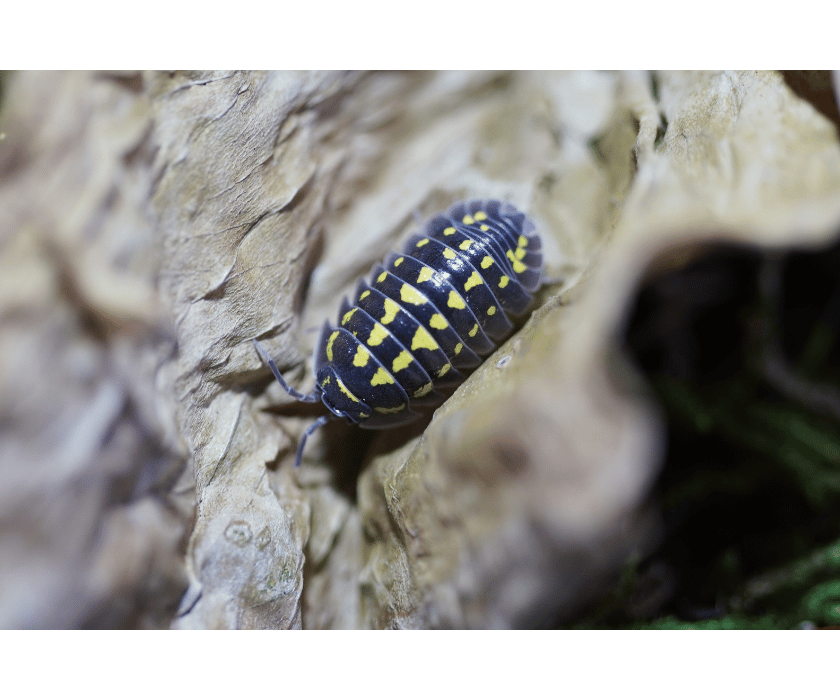 Armadillidium Gestroi 3