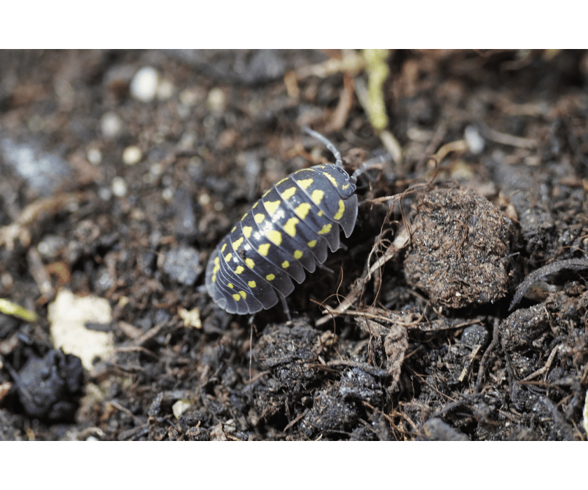 Armadillidium Gestroi