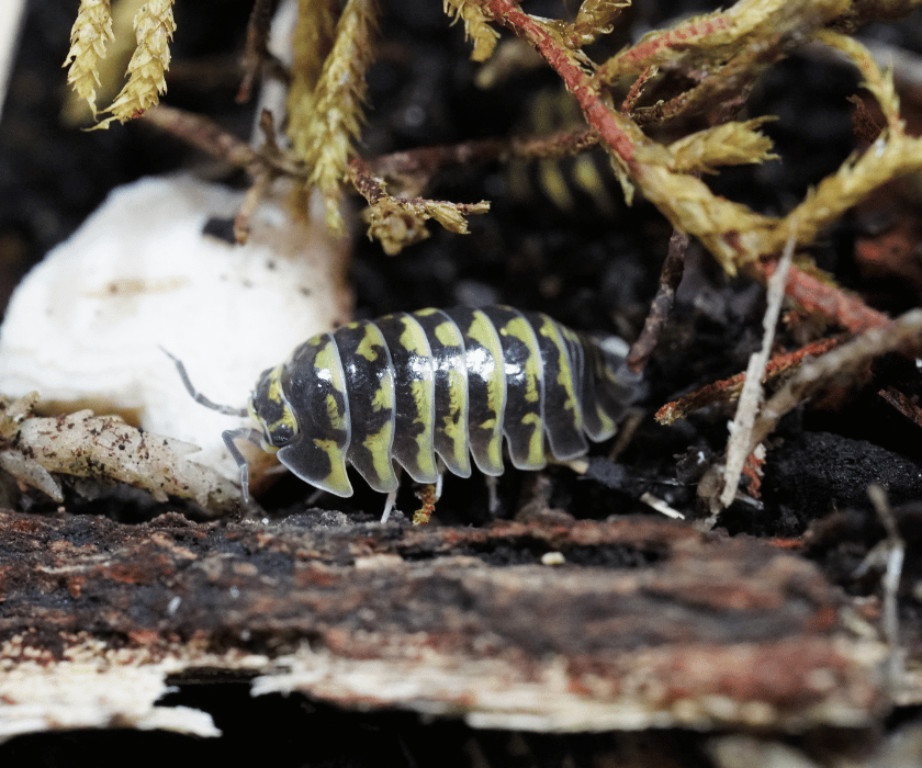Armadillidium Maculatum Yellow 1