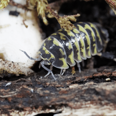 Zebra Asseln Yellow