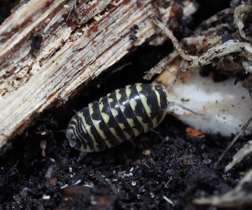 Armadillidium Maculatum Yellow 3