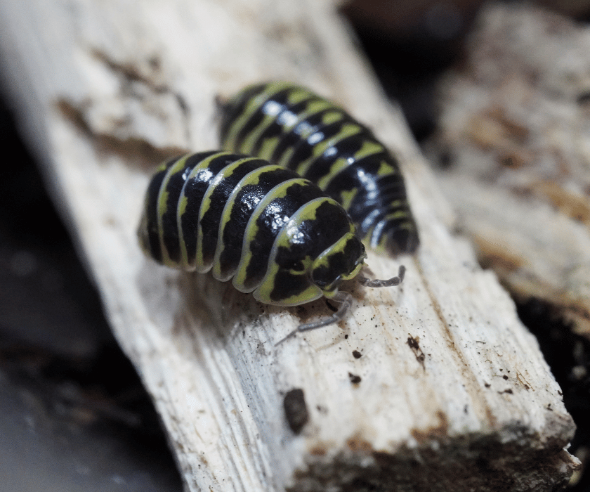 Armadillidium Maculatum Yellow 4