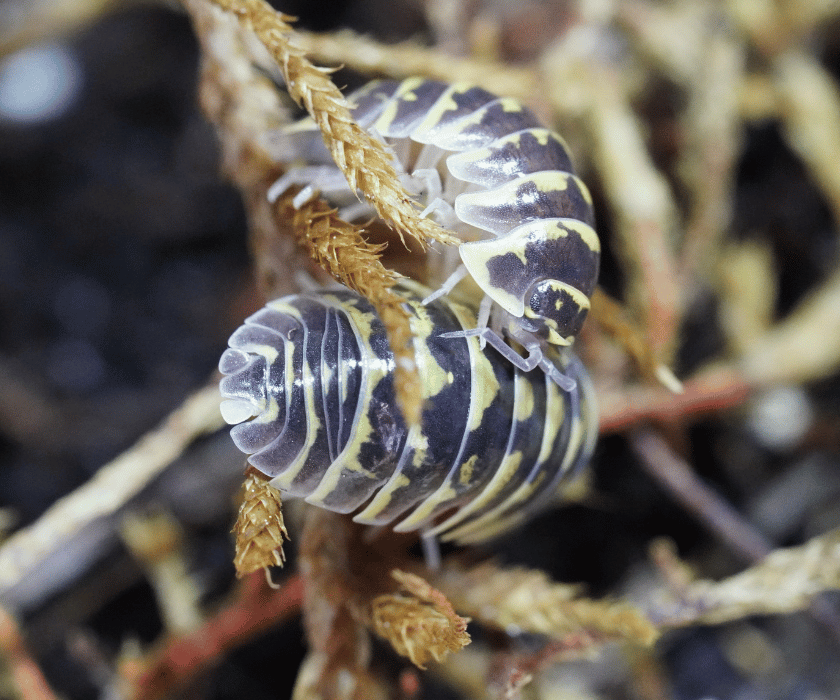 Armadillidium Maculatum Yellow