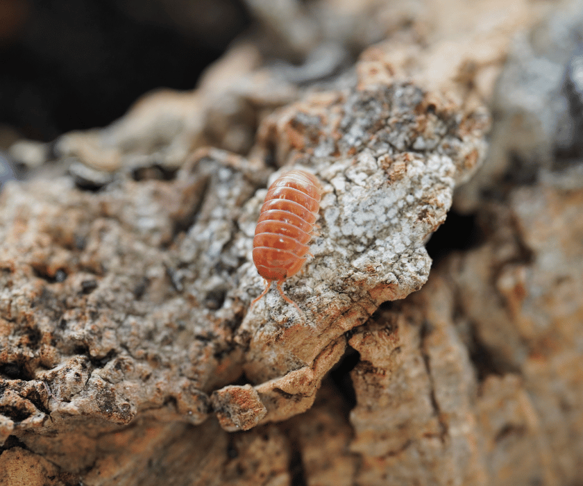 Armadillidium St. Lucia 1