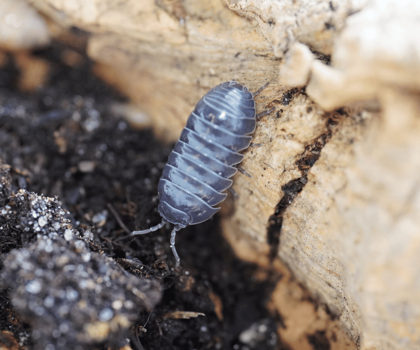 Armadillidium St. Lucia 2