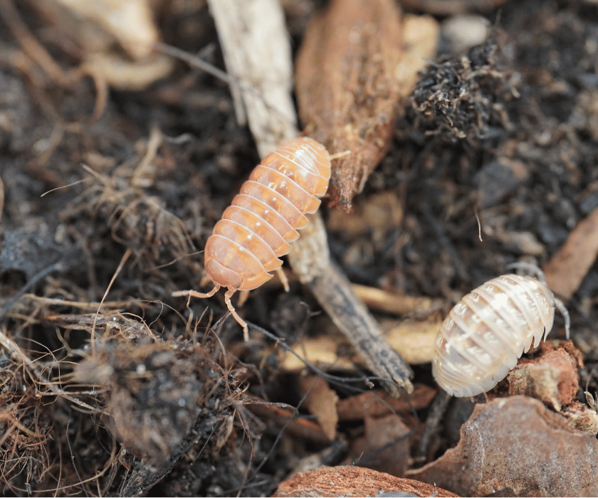 Armadillidium St. Lucia 4