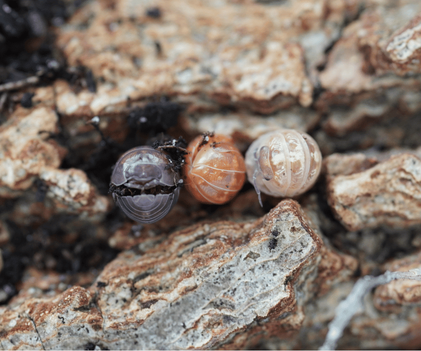 Armadillidium St. Lucia 5