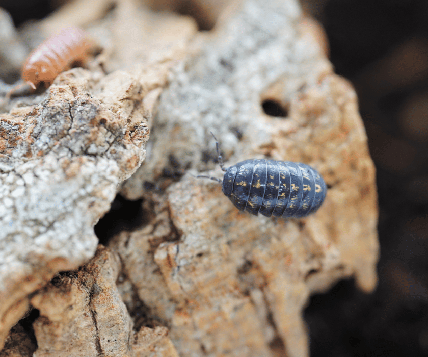 Armadillidium St. Lucia