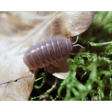 Armadillo Officinalis Orange