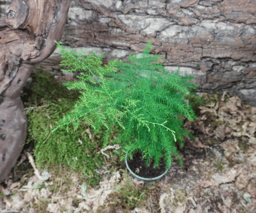 Asparagus setaceus 2