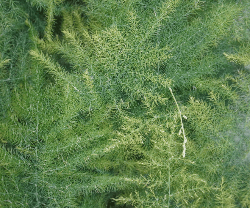 Asparagus setaceus