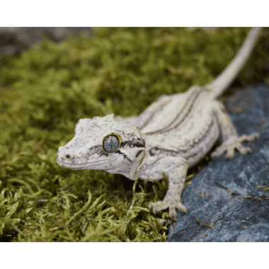 Schönes großes Weibchen des Höckerkopfgeckos