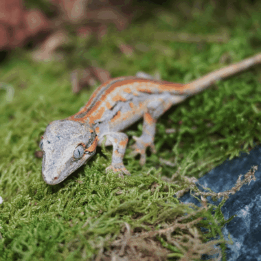 Auriculatus