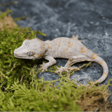 Gargoyle Gecko
