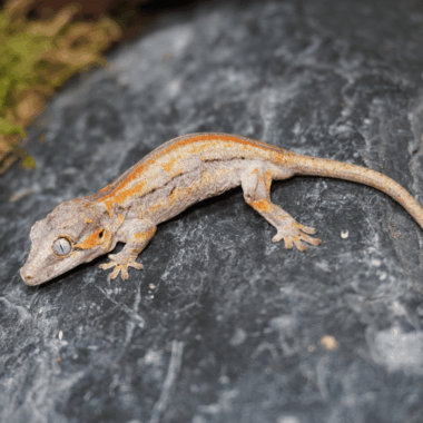 Superstripe Gargoyle gecko