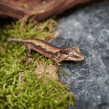 Striped Gecko