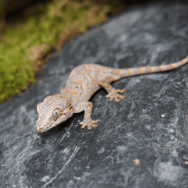 Pointed Gecko